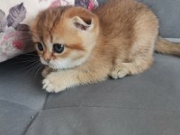 Scottish fold golden dişi