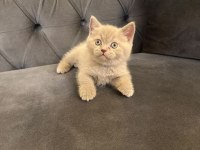 British Shorthair Yavrularımız @petclubadanaa