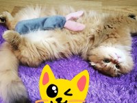 British longhair ve scottish fold longhair