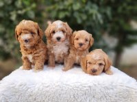 AŞILI PASAPORTLU MİKROÇİPLİ MALTİPOO  YAVRULARIMIZ 