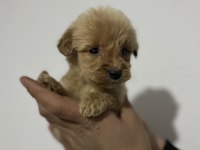 Poodle ayarında maltipoo