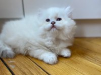British Longhair bebeklerimiz