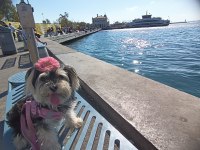 Morkie 2 yaşındaki kızımıza eş arıyorum