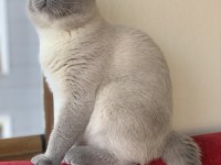 2 yaş tecrübeli british shorthair oğlumuza eş