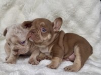 New Shade Rojo Tan ve New Shade Rojo Merle Tan French