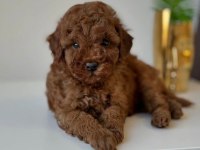 Toy Poodle Yavru Köpekler
