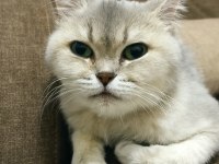 British shorthair yetişkin dişi
