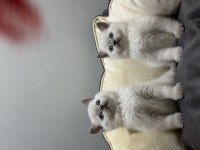 British shorthair blue point koca kafa bebekler