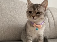 British Shorthair Kedimiz