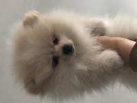 Pomeranian mükemmel dişi yavru