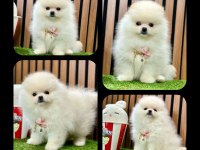 Teddy Bear Pomeranian Boo Bebeklerimiz