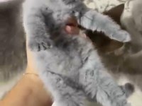 BİRİTİSH KARDEŞ KEDİLERİMİZ