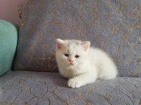 British ve shorthair yavrularımız teslime hazır