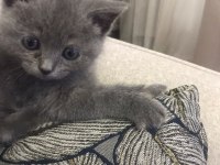 60 günlük bebek dişi british shorthair