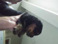 Yavru rottweiler koca kafa