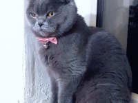 Uygun Sahiplendirme 2,5 Yaşında British Shorthair