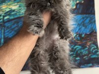 Safkan british longhair