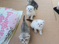 Neşe kaynağı oyuncu scottish fold yavru kedimiz