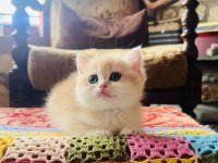 Saf Kan Golden British Shorthair Yavruları (Wcf kayıtlı)