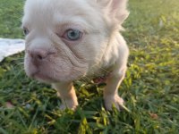 French bulldog yavruları