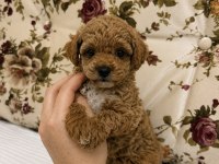 Red Maltipoo Dişi Kilogram Garantili