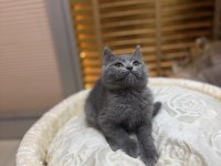 Britsh shorthair iki aylık
