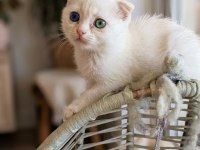 Güzeller güzeli scottish fold kızlarımıza yuva arıyoruz