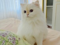 Golden point british longhair