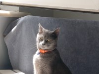 Russian Blue 1.5 Yaşında Dişi