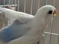 2 Aylık Yavru Sevda Papağanı