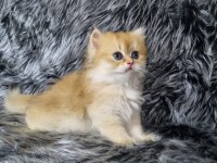 British Longhair Ev Üretimi Özel Yavrular