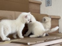 3 dişi 1 erkek british shorthair