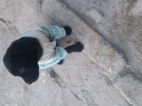 2 buçuk aylık cane corso