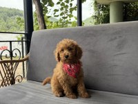 Özel Irk Toy Poodle | Ruhsatlı Çiftlik