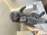 Scottish fold kedimiz için acil ilandır