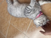 KEDİMİZ ETTİM MASRAFLARI ÇIKARAK VERİLECEKTİR ÜCRETSİZ GİBİ
