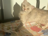 scottish fold açık gri yavrumuz yeni yuvasını arıyor