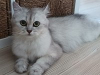 British longhair kızımıza yeni yuva