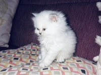 Scottish Fold ve British