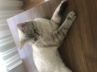 British Shorthair Erkek 1-1.5 Yaşında