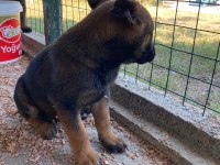 3 Dişi 1 Erkek Belçika Malinois Yavrular