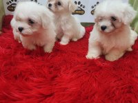 Kartopu gibi Maltese Terrier Dişi ve Erkek Yavrularımız