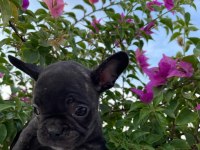Uygun puanlı french bulldog