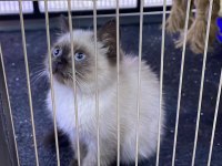British shorthair ve scottish fold yavrular