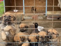 Rottweiler can dostlara sıcak yuva