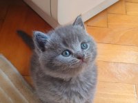 GRİ ŞEKERİLİNKOO KEDİMİZ