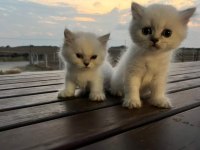 Lynx british shorthair yavrularımız