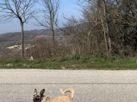 ÜCRETSİZ SAHİPLENDİRME KÖPEĞİMİZ
