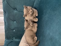 British shorthair yavru kedilerimiz