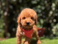 Show Kalite Toy Poodle Köpeği